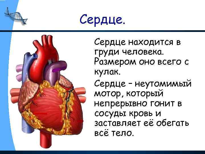 Сердце находится в груди человека. Размером оно всего с кулак. Сердце – неутомимый мотор,