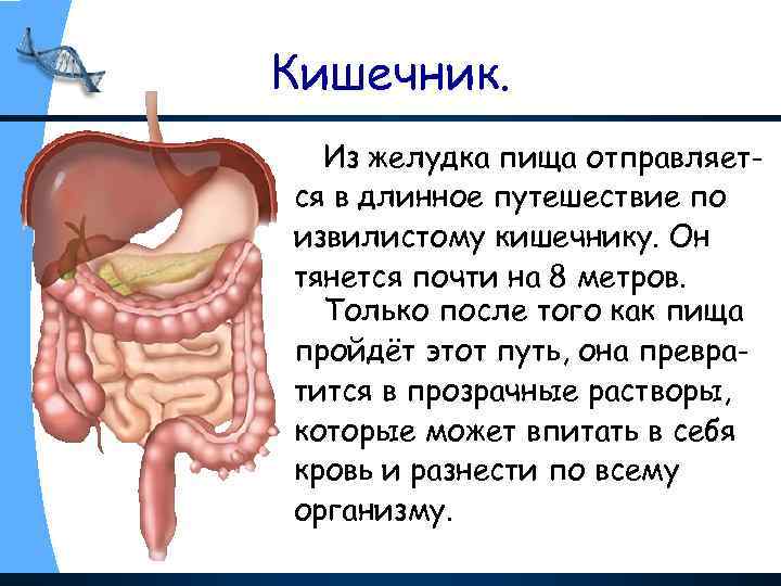 Кишечник. Из желудка пища отправляется в длинное путешествие по извилистому кишечнику. Он тянется почти