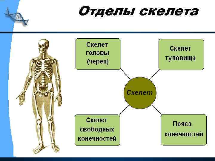 Отделы скелета 