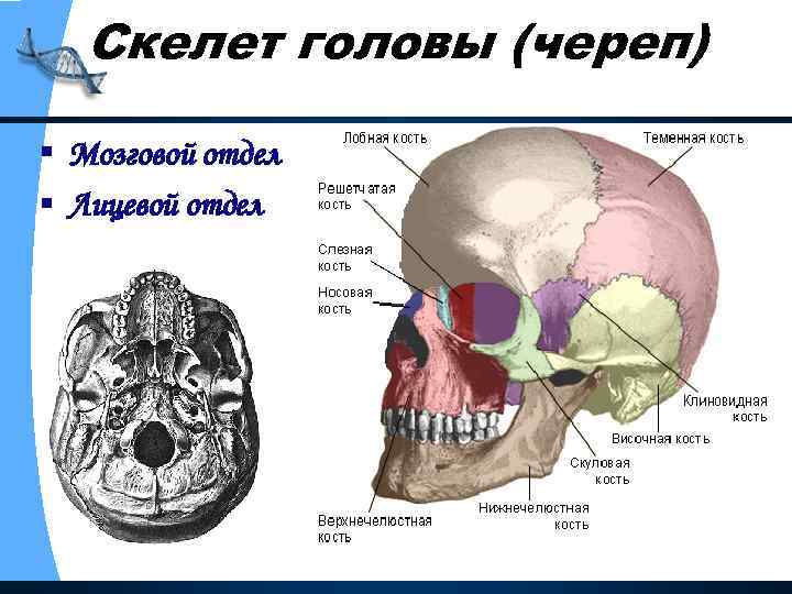 Мозговой отдел черепа кости