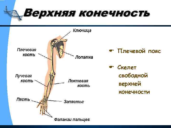 Верхняя конечность состоит из