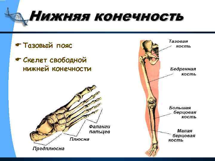 Строение ноги человека схема с описанием