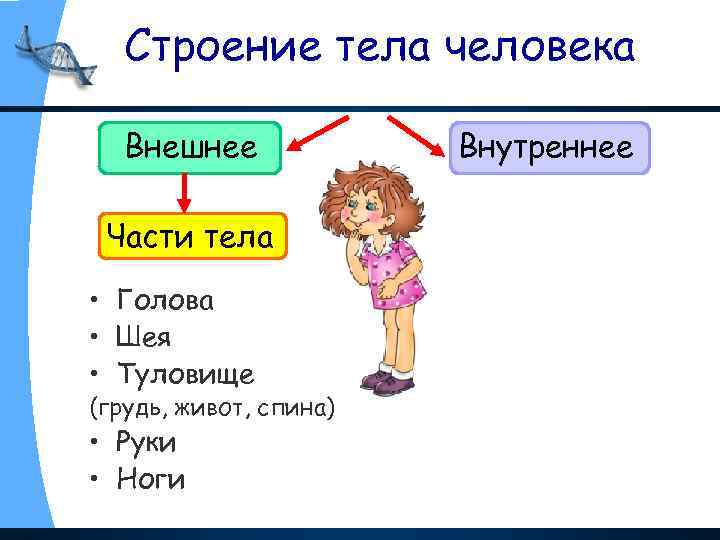 Строение тела человека Внешнее Части тела • Голова • Шея • Туловище (грудь, живот,