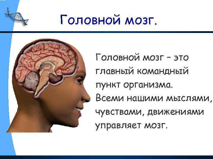 Головной мозг – это главный командный пункт организма. Всеми нашими мыслями, чувствами, движениями управляет