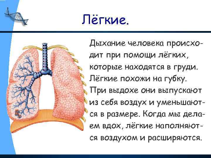 Лёгкие. Дыхание человека происходит при помощи лёгких, которые находятся в груди. Лёгкие похожи на