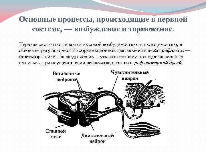 Схема какого процесса происходящего в организме человека изображена на рисунке что лежит в основе