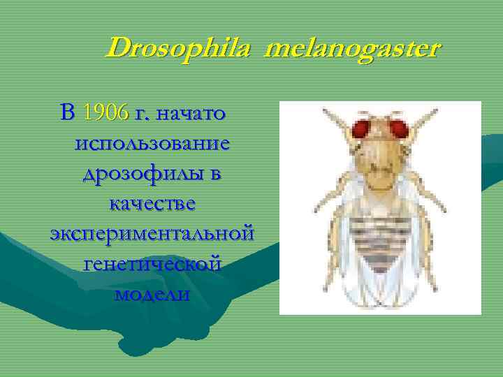 Drosophila melanogaster В 1906 г. начато использование дрозофилы в качестве экспериментальной генетической модели 