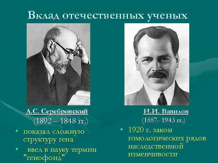 Вклад отечественных ученых А. С. Серебровский (1892 – 1848 гг. ) • показал сложную