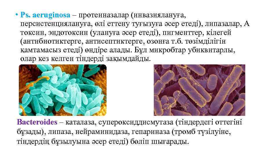  • Ps. аeruginosa – протеиназалар (инвазиялануға, персистенциялануға, өлі еттену туғызуға әсер етеді), липазалар,