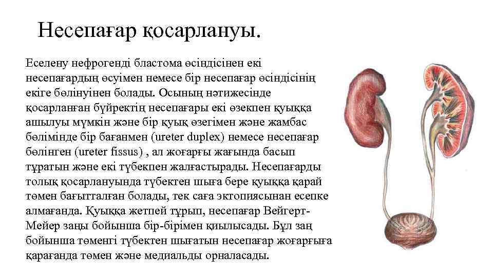 Несепағар қосарлануы. Еселену нефрогенді бластома өсіндісінен екі несепағардың өсуімен немесе бір несепағар өсіндісінің екіге
