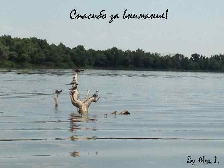 Спасибо за внимание! By Olga I. 