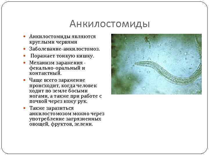 Анкилостомиды являются круглыми червями Заболевание-анкилостомоз. Поражает тонкую кишку. Механизм заражения фекально-оральный и контактный. Чаще