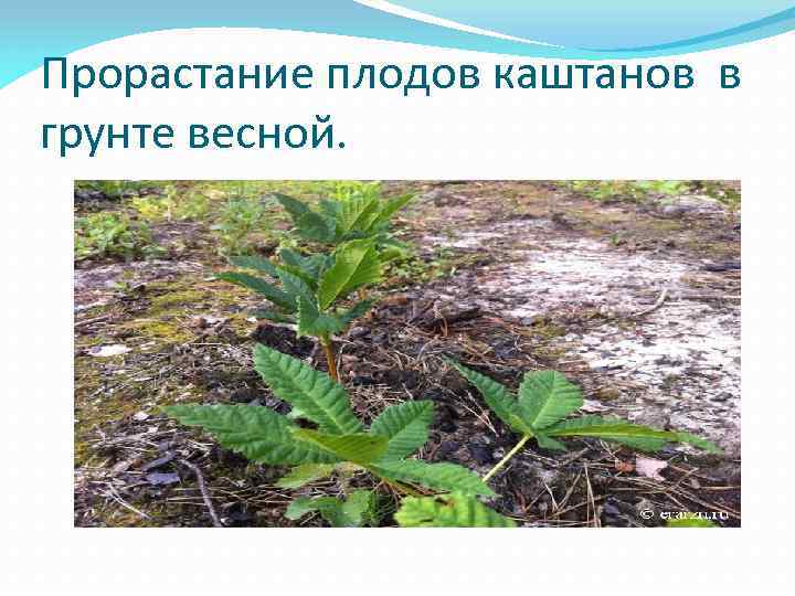 Прорастание плодов каштанов в грунте весной. 
