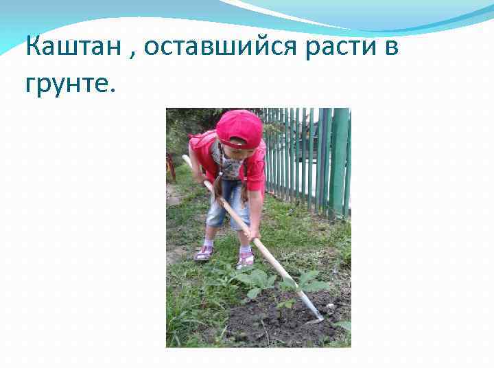 Каштан , оставшийся расти в грунте. 