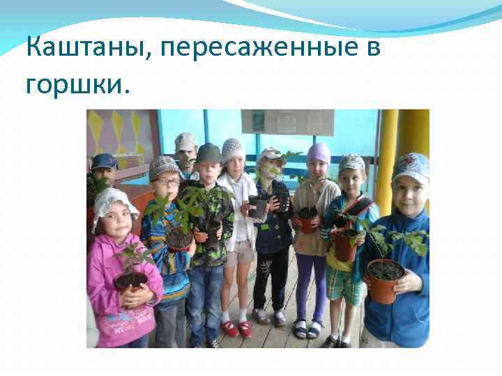 Каштаны, пересаженные в горшки. 