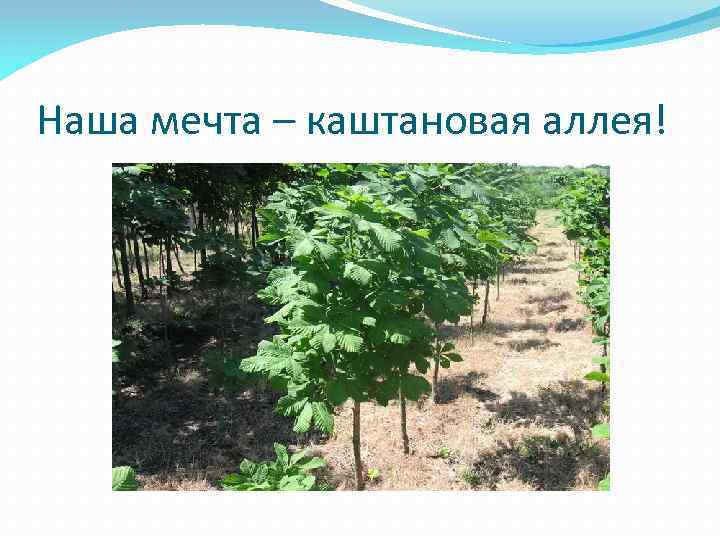 Наша мечта – каштановая аллея! 