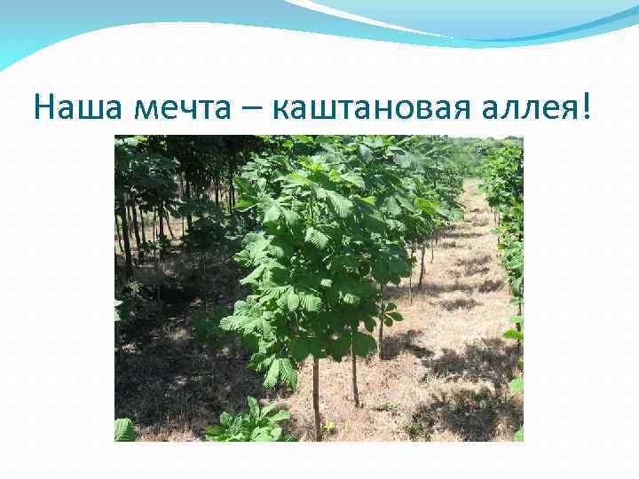 Наша мечта – каштановая аллея! 