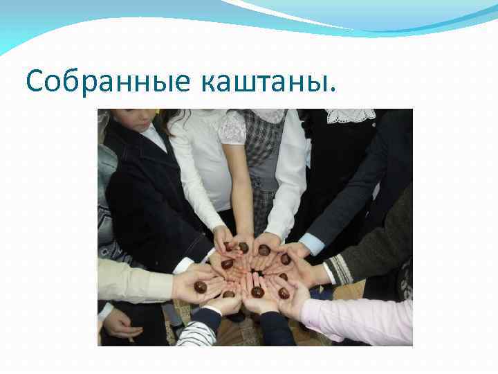 Собранные каштаны. 