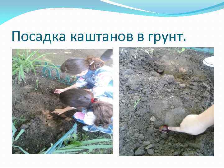 Посадка каштанов в грунт. 