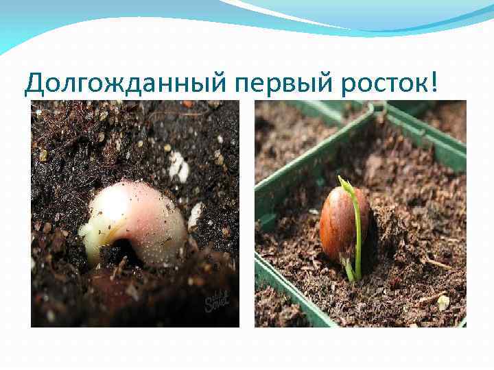 Долгожданный первый росток! 