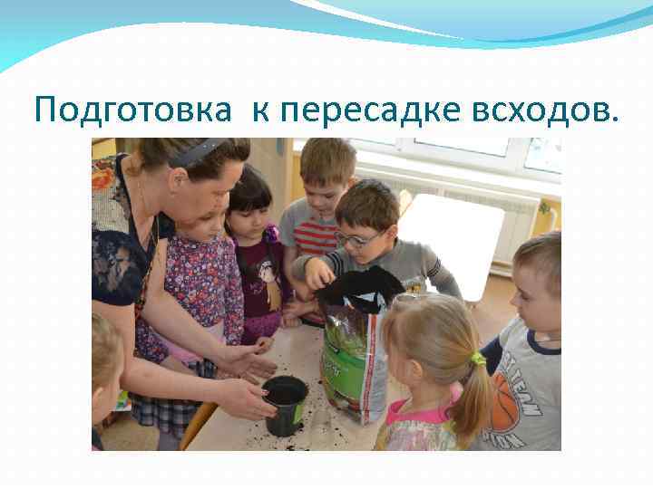 Подготовка к пересадке всходов. 