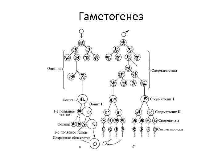 Гаметогенез схема с наборами хромосом