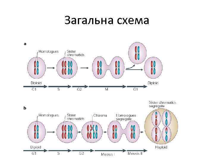 Загальна схема 