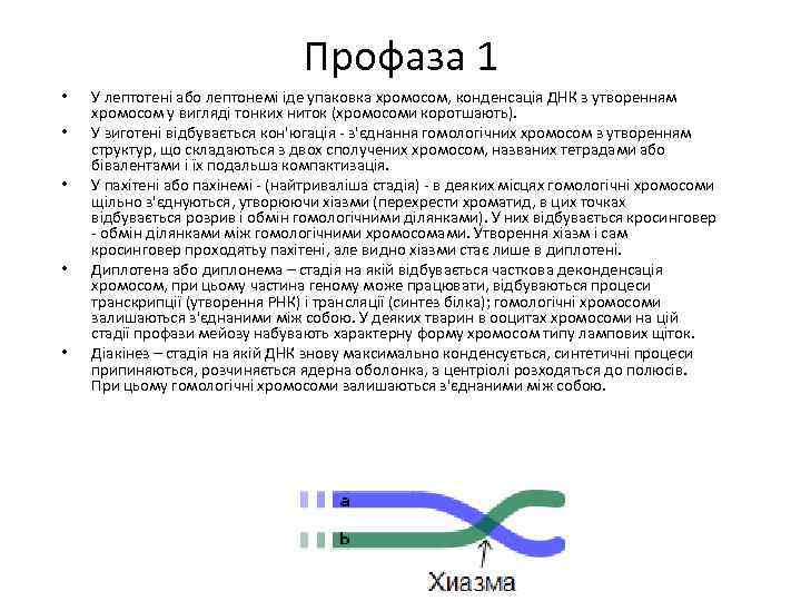 Профаза 1 • • • У лептотені або лептонемі іде упаковка хромосом, конденсація ДНК