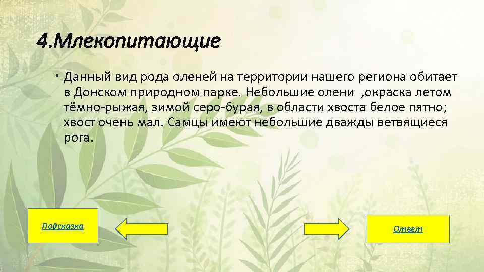 4. Млекопитающие Данный вид рода оленей на территории нашего региона обитает в Донском природном