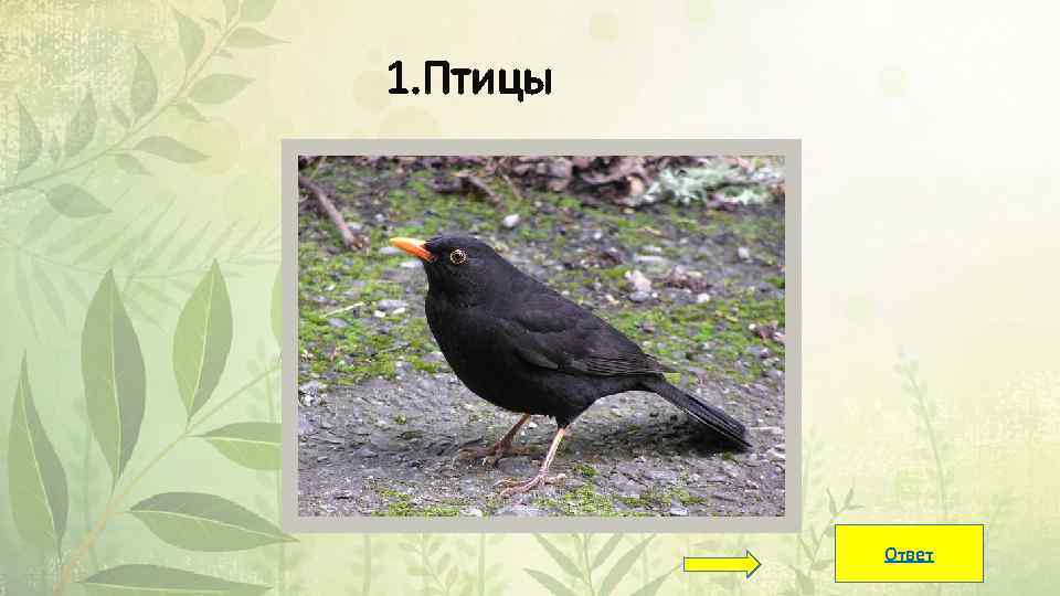 1. Птицы Ответ 