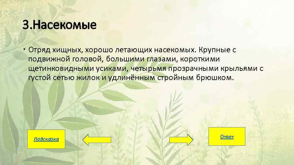 3. Насекомые Отряд хищных, хорошо летающих насекомых. Крупные с подвижной головой, большими глазами, короткими