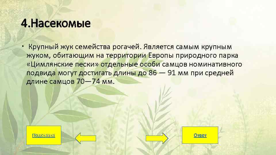 4. Насекомые Крупный жук семейства рогачей. Является самым крупным жуком, обитающим на территории Европы