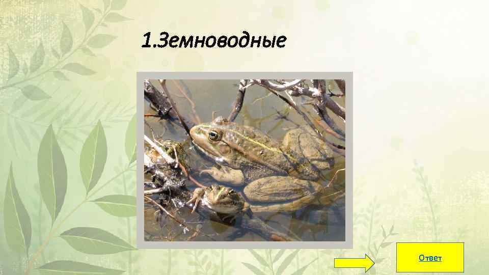 Земноводные тест 1 класс. «Биоразнообразие Москвы» Золотая черепаха.