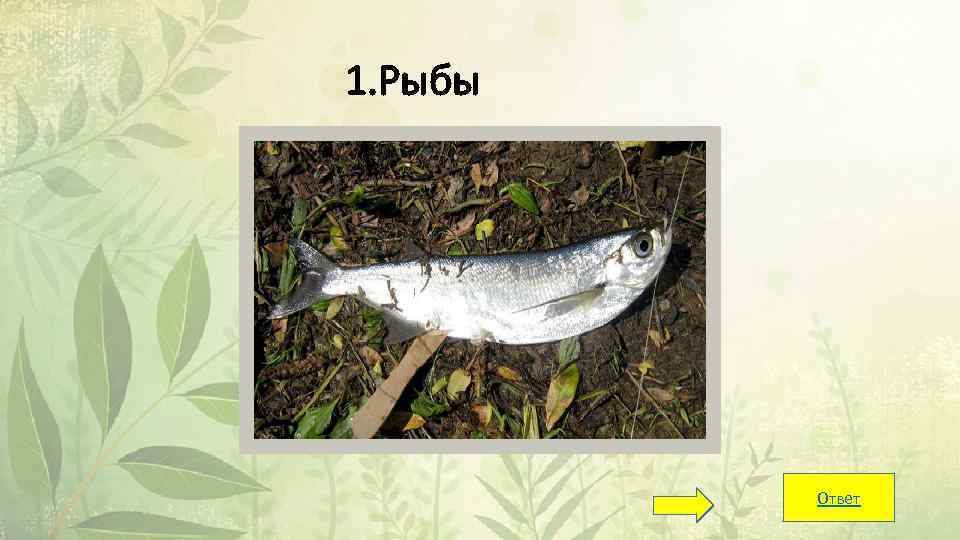 1. Рыбы Ответ 