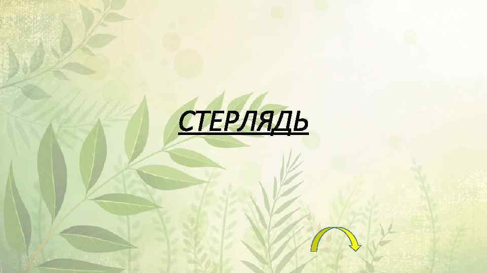 СТЕРЛЯДЬ 