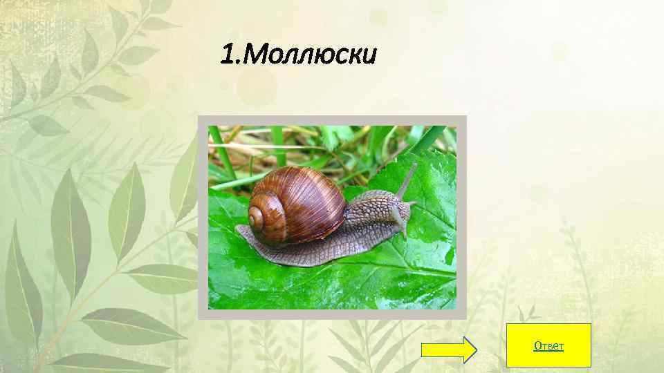 1. Моллюски Ответ 