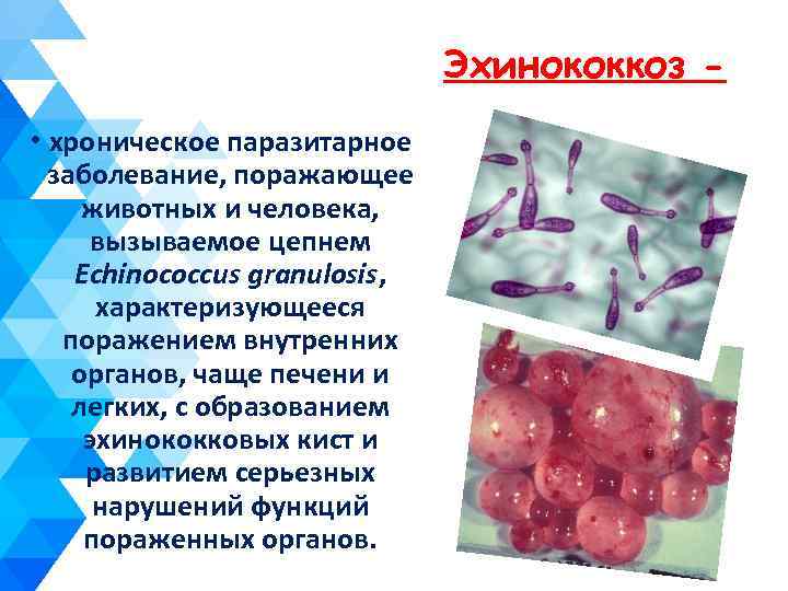 Эхинококкоз • хроническое паразитарное заболевание, поражающее животных и человека, вызываемое цепнем Echinococcus granulosis, характеризующееся