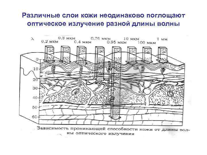 Различные слои кожи неодинаково поглощают оптическое излучение разной длины волны 