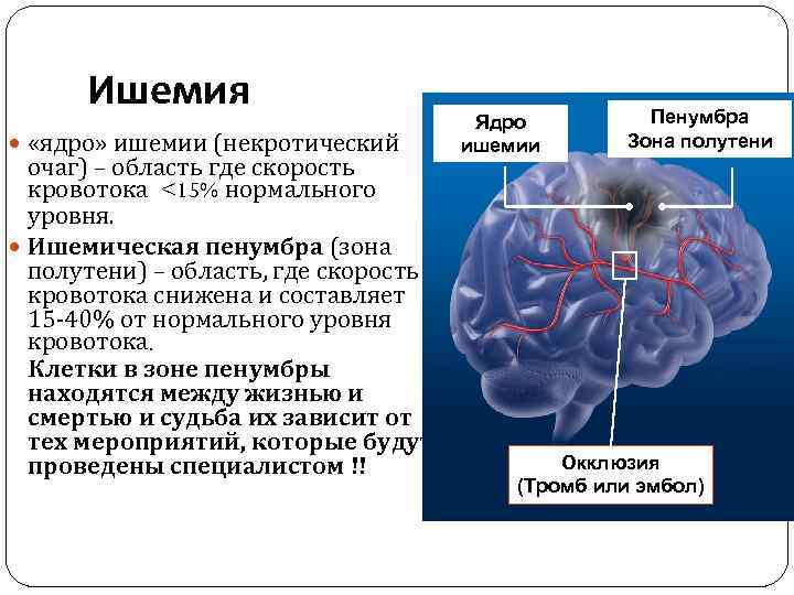 Ишемия «ядро» ишемии (некротический очаг) – область где скорость кровотока <15% нормального уровня. Ишемическая