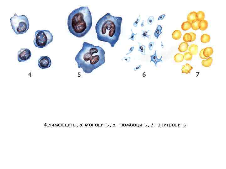 4. лимфоциты, 5. моноциты, 6. тромбоциты, 7. - эритроциты 