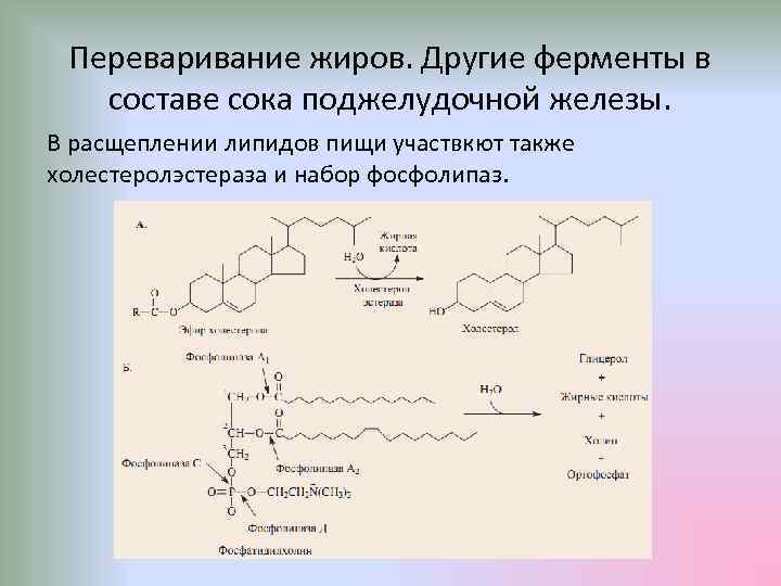 Переваривание жиров. Другие ферменты в составе сока поджелудочной железы. В расщеплении липидов пищи участвкют