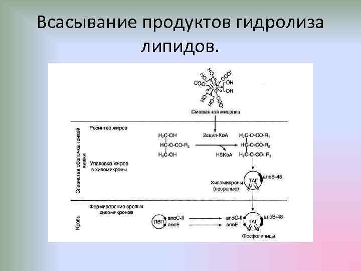 Схема переваривания липидов биохимия