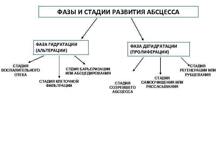 ФАЗЫ И СТАДИИ РАЗВИТИЯ АБСЦЕССА ФАЗА ГИДРАТАЦИИ (АЛЬТЕРАЦИИ) СТАДИЯ ВОСПАЛИТЕЛЬНОГО ОТЕКА ФАЗА ДЕГИДРАТАЦИИ (ПРОЛИФЕРАЦИИ)