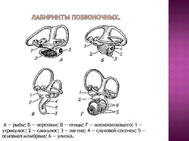 А — рыбы; Б — черепахи; В — птицы; Г — млекопитающего; 1 —