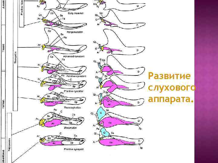 Развитие слухового аппарата. 