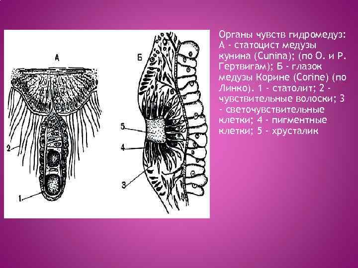 Органы чувств гидромедуз: А - статоцист медузы кунина (Cunina); (по О. и Р. Гертвигам);