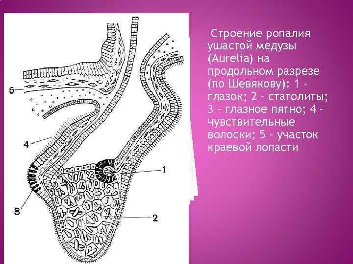 Строение ропалия ушастой медузы (Aurelia) на продольном разрезе (по Шевякову): 1 глазок; 2 -
