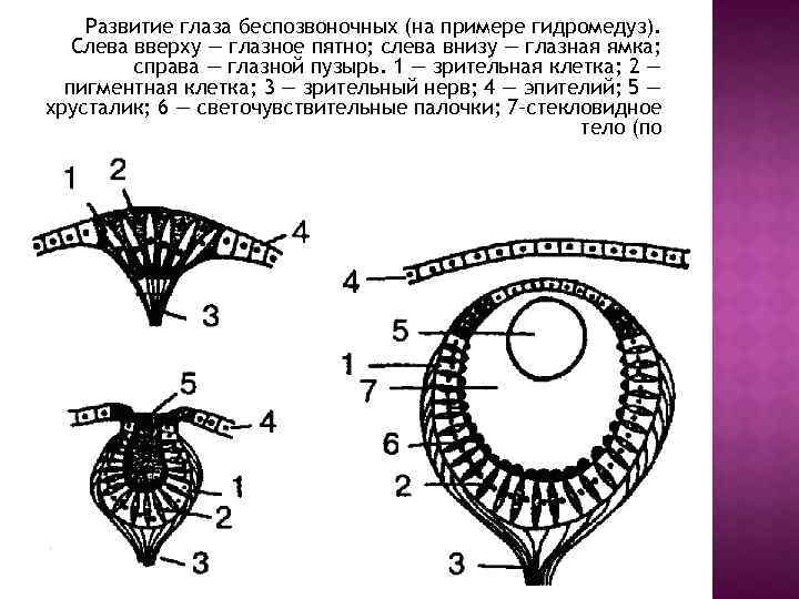 Развитие глаза беспозвоночных (на примере гидромедуз). Слева вверху — глазное пятно; слева внизу —