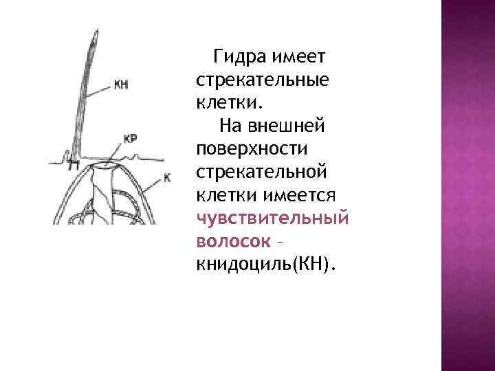 Гидра имеет стрекательные клетки. На внешней поверхности стрекательной клетки имеется чувствительный волосок – книдоциль(КН).