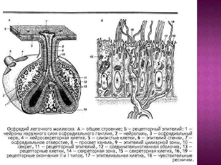 Осфрадий легочного моллюска А — общее строение; Б — рецепторный эпителий: 1 — нейроны